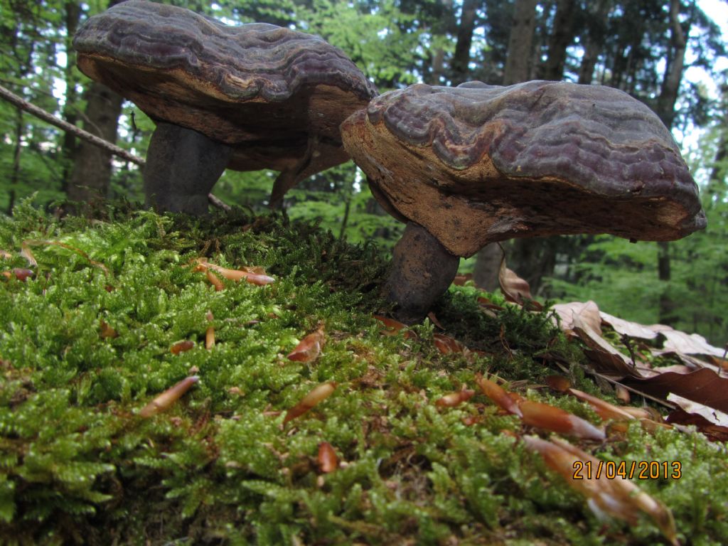 Ganoderma 1 (Probabile Ganoderma carnosum)